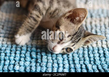 Gatto vagato timido appena salvato che mostra il concetto di gentilezza e di promozione del benessere degli animali Foto Stock