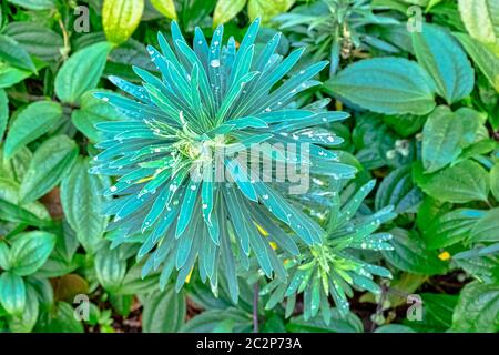 Caratteri di Euphorbia conosciuti come perla nera di spurge, albanese o grande sprurge mediterraneo con rugiada sulle foglie Foto Stock