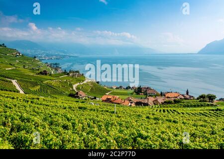 Rivaz villaggio panoramica Lavaux vigneti sul lago Leman vicino Vevey. Patrimonio dell'umanità dell'UNESCO. Svizzera Foto Stock