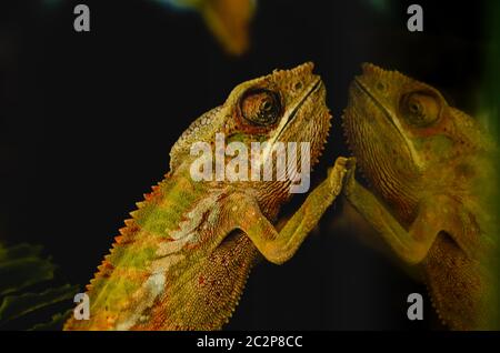 Sfocatura per uso di sfondo, un pantero chameleon (Furcifer pardalis) riflesso su una superficie di vetro per mostrare il concetto di dualità, astrazione e io Foto Stock