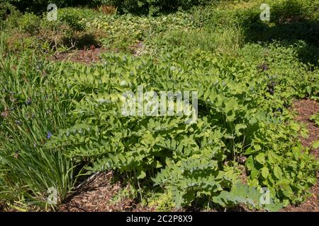 Estate foglie verdi del Giardino perenne erbaceo Solomon's Seal Plant (Polygonatum x hybridum) che cresce in un Giardino di Bosco in Devon Rurale, Engl Foto Stock