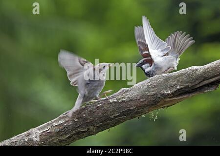 Casa Sparrow scontro tra giovani e uccelli maschi Foto Stock