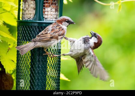 Passeri di casa maschile (Passer domesticus) che combattono su un alimentatore di uccelli riempito di suet e arachidi - Scozia, Regno Unito Foto Stock