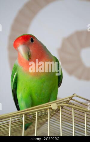 bella lovebird rosato in piedi su una gabbia di acciaio telaio in casa Foto Stock