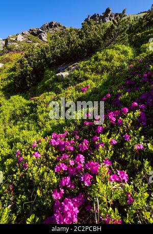 Rosa rosa fiori di rododendro in estate pendio di montagna Foto Stock