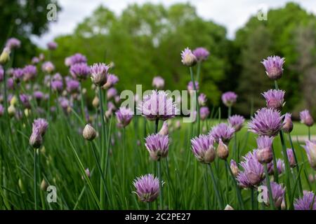 Vista panoramica di erba cipollina in fiore (allium schoenoprasum) in un giardino all'aperto Foto Stock