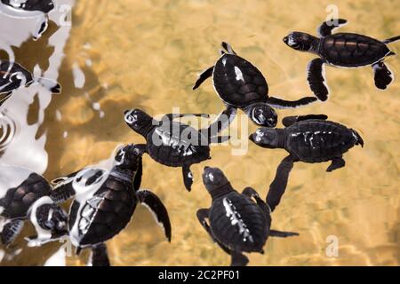 Le tartarughe del neonato in acqua, seaturtles Sri Lanka. Seaturtle baby, Oceano Indiano Ceylon Foto Stock