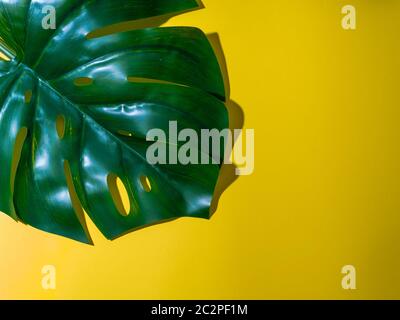 Foglia di Monstera su sfondo grigio Foto Stock
