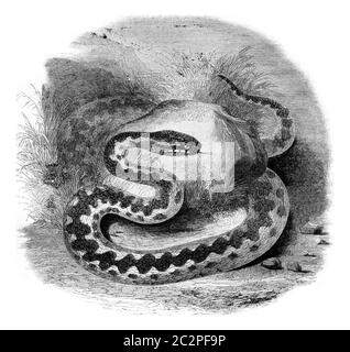 Vipera comune nord, illustrazione vintage incisa. Magasin Pittoresque 1844. Foto Stock