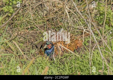 Fagiano comune 'Phasianus colchicus' maschio Foto Stock