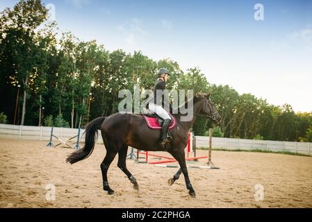 Sport equestre, giovane donna cavalcare a cavallo. Fantino femminile e stallone marrone, equitazione Foto Stock