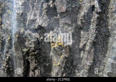 Primo piano Web di un Oak Processionary Foto Stock