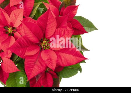 Poinsettia, fiore di Natale, isolata su uno sfondo bianco, girato dalla parte superiore con un posto per il testo Foto Stock