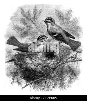 Kinglet whiskers e la sua nido, vintage inciso illustrazione. Magasin Pittoresque 1870. Foto Stock