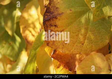 Foglie di autunno, foglie d'arancio, a forma di cuore foglie Foto Stock