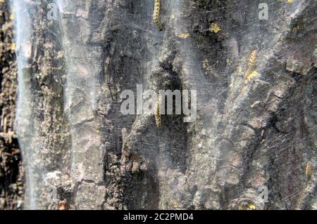 Primo piano Web di un Oak Processionary Foto Stock