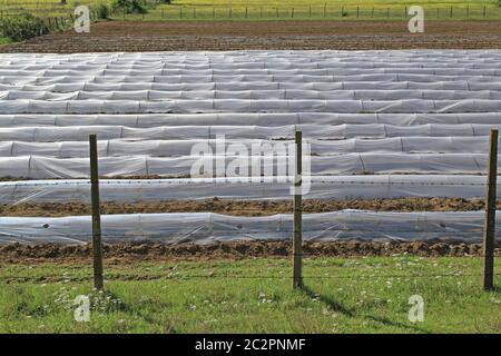 Floating le coperture di fila su un campo nelle zone rurali del Montenegro Foto Stock