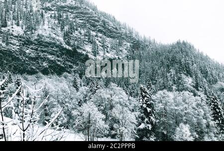 Closeup pineta valle del dreamscape Hallstatt inverno neve montagna paesaggio porta alla vecchia miniera di sale di Hallstatt, Austria Foto Stock