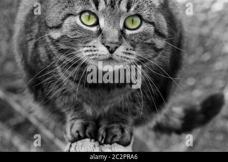 Primo piano della faccia di un bel gatto in bianco e nero con occhi colorati Foto Stock