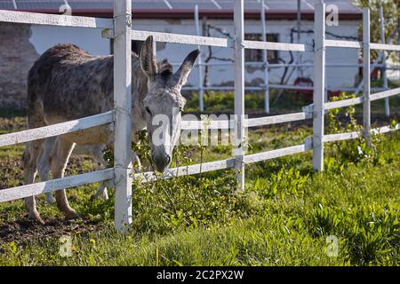 Mulo o asino grigio dietro le barre del recinto in cui è bloccato in una fattoria all'aperto Foto Stock