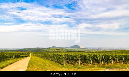 Vigneti vicino a Villany, Baranya, Ungheria meridionale Foto Stock