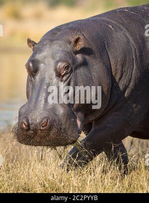 Un ippopotamo adulto da vicino sul ritratto della testa che mangia l'erba e cammina lungo il fiume Chobe Botswana Foto Stock