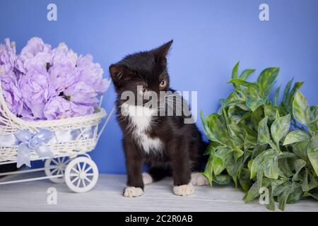 Un gattino divertente sembra giusto. Un bel gattino con decorazioni. Un gatto è in piedi accanto a una culla decorativa con fiori Foto Stock