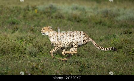 Ghepardo adulto che corre a velocità su una pianura verde erbosa a Ndutu Tanzania Foto Stock