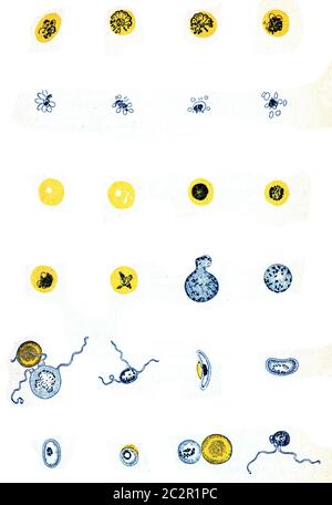 Illustrando le diverse forme degli organismi malarici con le loro fasi di sviluppo, illustrazione vintage incisa. Foto Stock