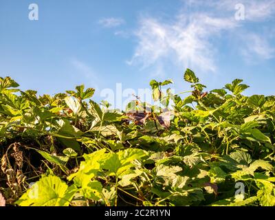 Uve di tessitura contro il cielo blu con nuvole. La viticoltura. Vinificazione. Posto per il testo. Foto Stock