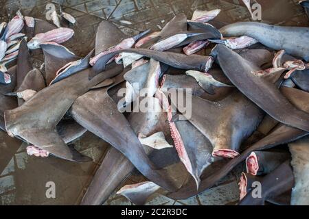 Pinne di squali provenienti da pesca illegale, specie in pericolo. Foto Stock