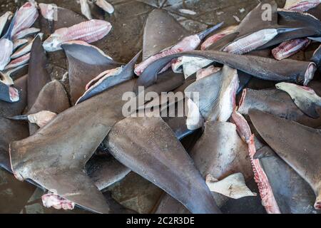 Pinne di squali provenienti da pesca illegale, specie in pericolo. Foto Stock