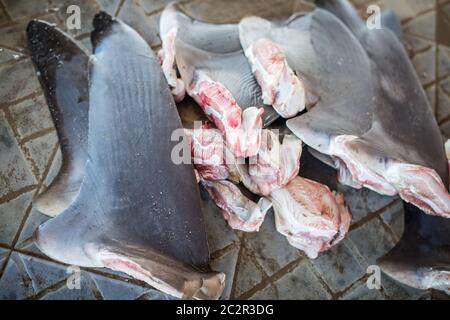 Pinne di squali provenienti da pesca illegale, specie in pericolo. Foto Stock