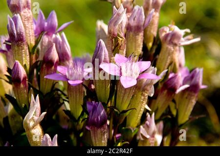 Primo piano della scarsa genziana cilena (Gentanella Germanica) Foto Stock