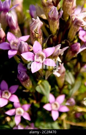 Primo piano della scarsa genziana cilena (Gentanella Germanica) Foto Stock