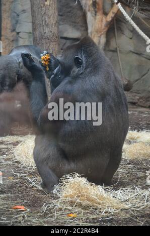 Bonobo Monkeys nello zoo di Francoforte Foto Stock