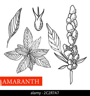 amaranth pianta. Illustrazione botanica vettoriale. Amaranth. Piante mediche. Illustrazione Vettoriale