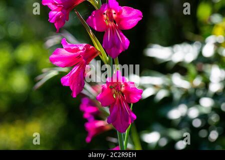 I fiori di una bandiera comune di mais (Gladiolus communis) Foto Stock