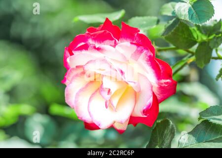 Hybrid Tea Rose "Double Delight" - la regina tra rose bicolore. Il centro del fiore è bianco cremoso con un bordo rosso lampone intorno all'edg Foto Stock