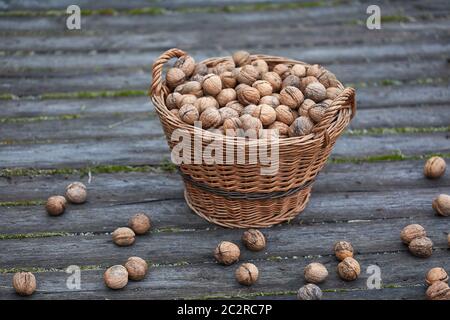 Le noci raccolte in un cestello Foto Stock