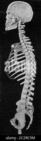 Sezione trasversale della testa e della colonna vertebrale dell'uomo, illustrazione vintage incisa. Dall'Universo e dall'umanità, 1910. Foto Stock
