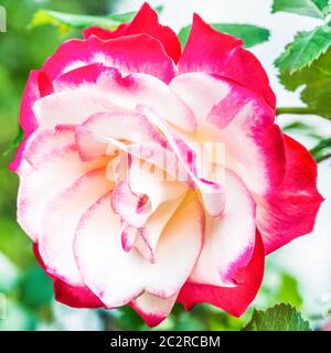 Hybrid Tea Rose "Double Delight" - la regina tra rose bicolore. Il centro del fiore è bianco cremoso con un bordo rosso lampone intorno all'edg Foto Stock