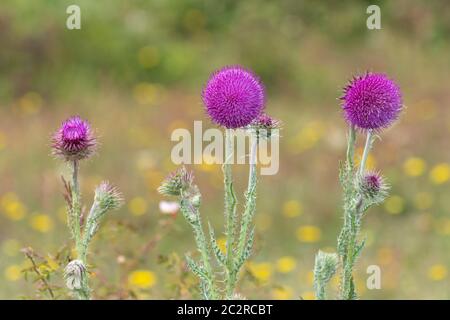 Muschio, chiamato anche nodding thistle (Carduus nutans) fiori selvatici, Regno Unito Foto Stock