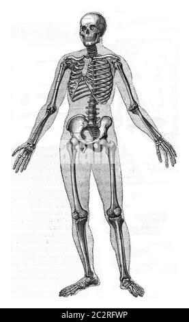 Scheletro umano, illustrazione vintage incisa. Elementi di Zoologia di Paul Gervais. Foto Stock