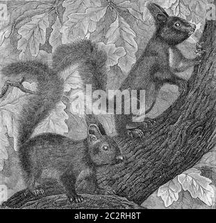 Lo Squirrel, Sciurus vulgaris, illustrazione d'epoca incisa. Da insegnamento di Deutch Vogel in Zoologia. Foto Stock