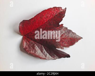 una foglia di edera di boston scarlatto lucida isolata su sfondo bianco Foto Stock