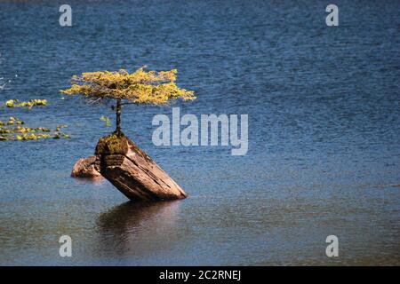 Un bonsai naturale che cresce su un tronco al di fuori di una superficie d'acqua lago a Vancouver Island, British Columbia, Canada Foto Stock