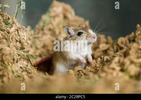 Gerbilli mongoli (Meriones), animali domestici Foto Stock