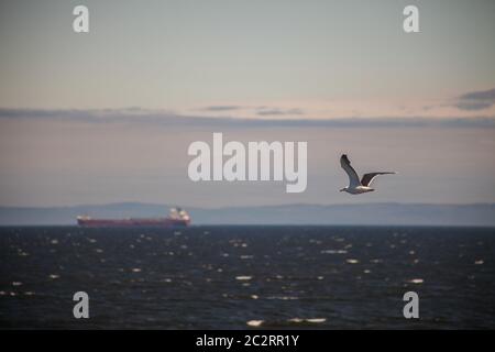 Un gabbiano che vola sull'acqua del fiume Saint Laurent in Tadoussac, Quebec, Canada Foto Stock