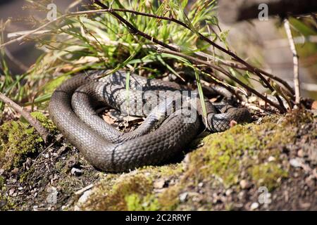 erba piccola- serpente è adagiato sulla spiaggia Foto Stock